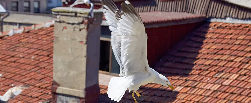 Residential Chimney Animal Removal Solution in Bullhead City, AZ